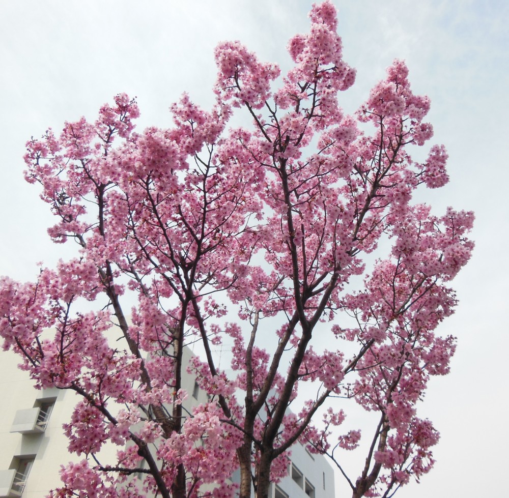 退院時桜開花の写真